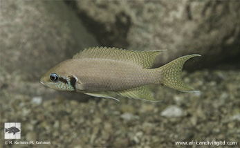 Neolamprologus brichardi 'Nausingili Island'